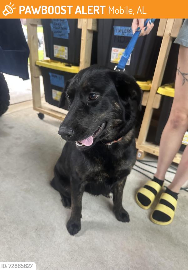 Found/Stray Female Dog last seen Richmond neighborhood , Mobile, AL 36695