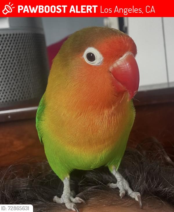 Lost Male Bird last seen South Burnside Avenue, South Dunsmuir, & South Ridgely Dr, Los Angeles, CA 90016
