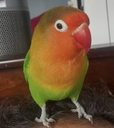 Lost Male Bird last seen South Burnside Avenue, South Dunsmuir, & South Ridgely Dr, Los Angeles, CA 90016