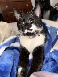 Lost Male Cat last seen 7th Ave and McTavish St, Regina, SK S4T 3V7