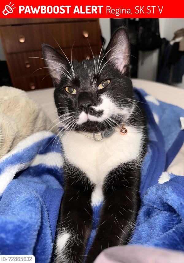 Lost Male Cat last seen 7th Ave and McTavish St, Regina, SK S4T 3V7
