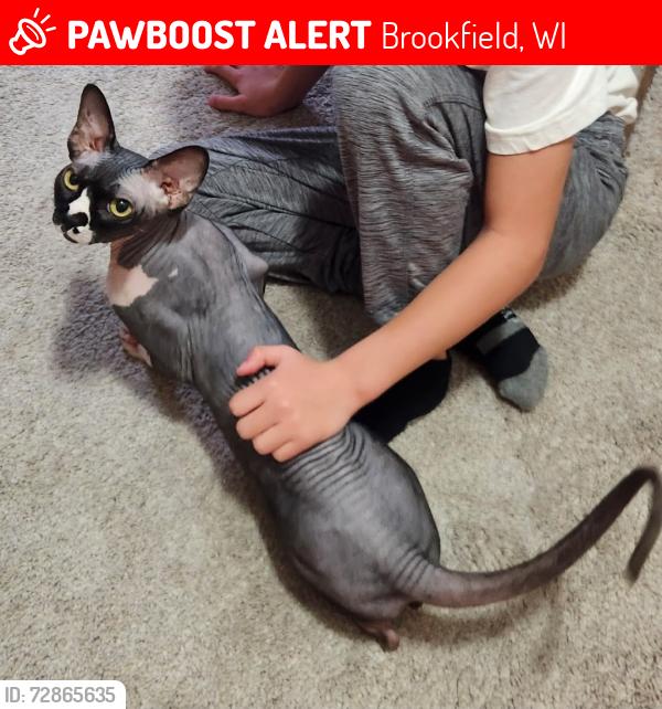 Lost Male Cat last seen Kinsey park drive , Brookfield, WI 53005