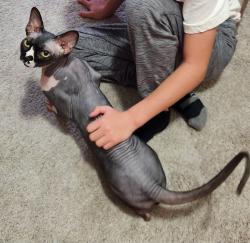 Lost Male Cat last seen Kinsey park drive , Brookfield, WI 53005