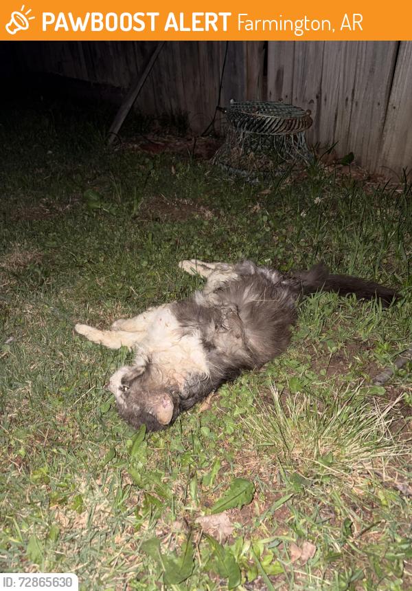 Found/Stray Unknown Cat last seen Creekside park Farmington, AR 72730, Farmington, AR 72730