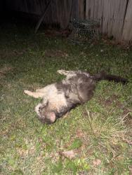 Found/Stray Unknown Cat last seen Creekside park Farmington, AR 72730, Farmington, AR 72730