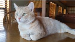 Lost Male Cat last seen Lakeshore by sharp 90 degree turn. Could have went into Forrest Park neighborhood. , Weatherford, TX 76087