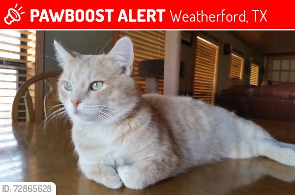 Lost Male Cat last seen Lakeshore by sharp 90 degree turn. Could have went into Forrest Park neighborhood. , Weatherford, TX 76087