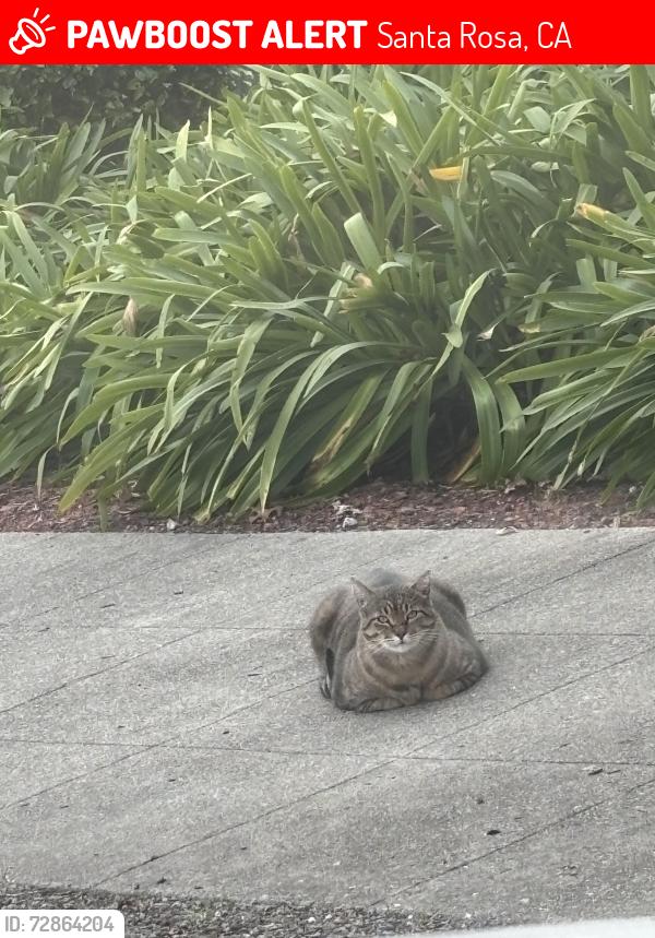 Lost Male Cat last seen McDonald Ave & 4th st, Santa Rosa, Ca. Across from Grocery Outlet. , Santa Rosa, CA 95404