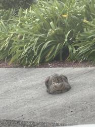 Lost Male Cat last seen McDonald Ave & 4th st, Santa Rosa, Ca. Across from Grocery Outlet. , Santa Rosa, CA 95404