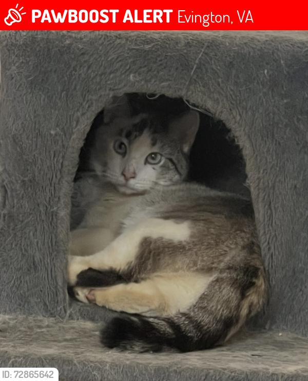 Lost Female Cat last seen Nixon Lane and Sunburst Road, Evington Va 24550, Evington, VA 24550