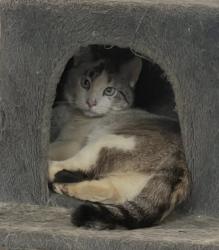 Lost Female Cat last seen Nixon Lane and Sunburst Road, Evington Va 24550, Evington, VA 24550