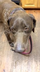 Found/Stray Male Dog last seen Off Ellejoy Rd, Blount County, TN 37865