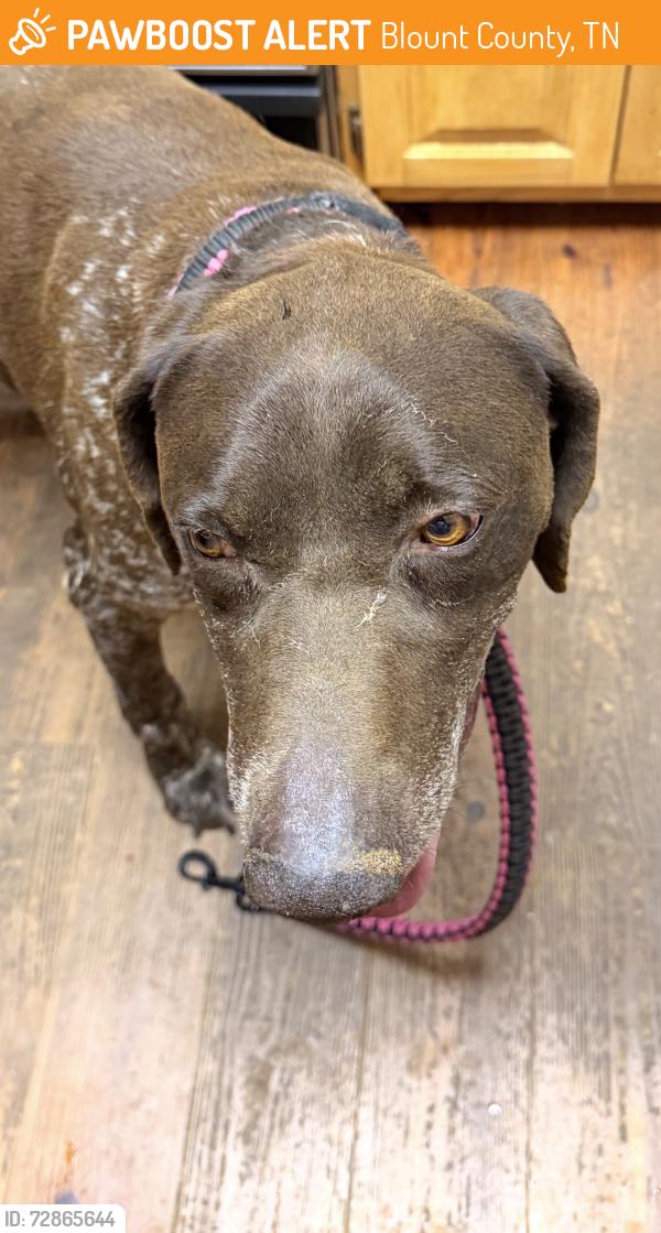Found/Stray Male Dog last seen Off Ellejoy Rd, Blount County, TN 37865