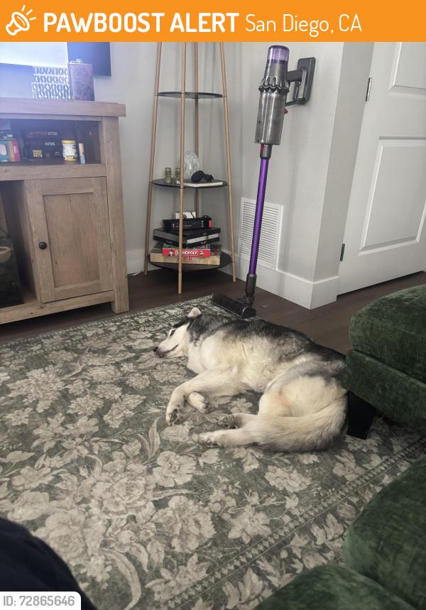 Found/Stray Male Dog last seen Modern apmts , San Diego, CA 92123
