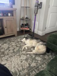 Found/Stray Male Dog last seen Modern apmts , San Diego, CA 92123