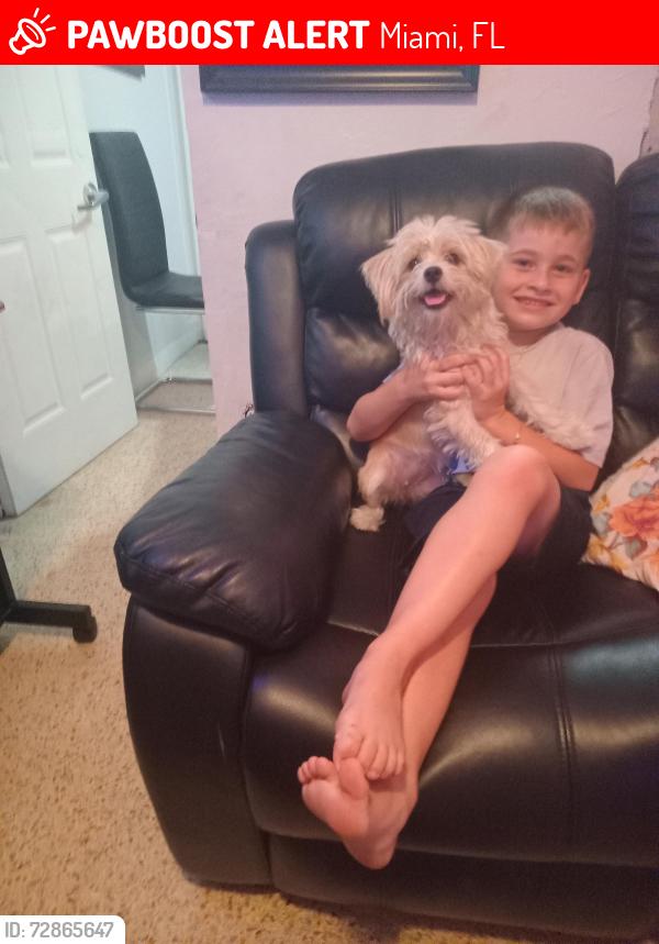 Lost Female Dog last seen Los primos supermarket, Miami, FL 33147