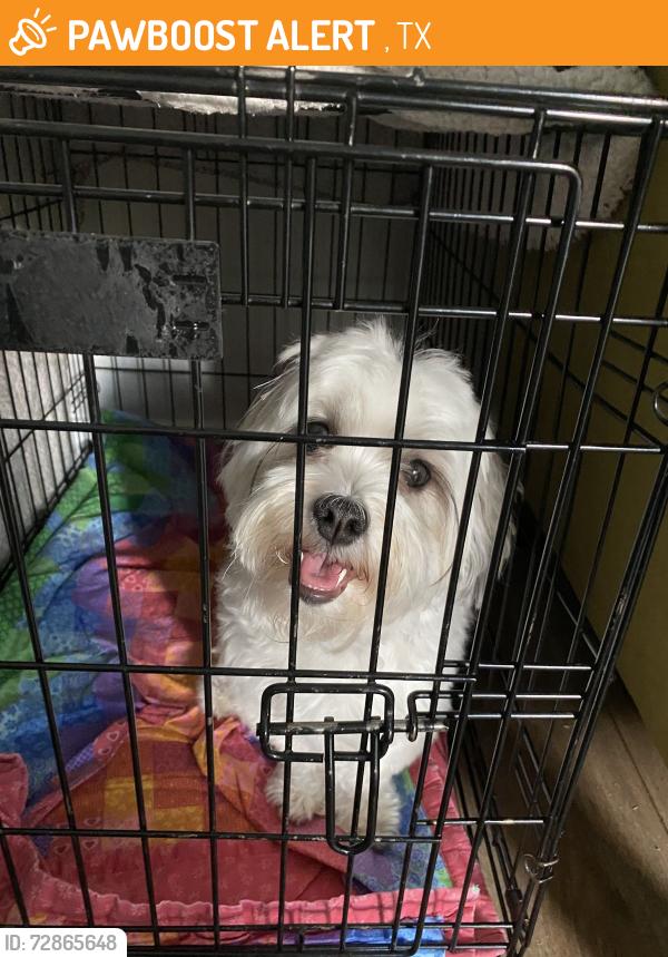 Found/Stray Unknown Dog last seen Teac , Winters, TX 79567