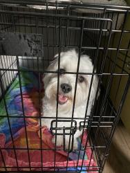 Found/Stray Unknown Dog last seen Teac , Winters, TX 79567