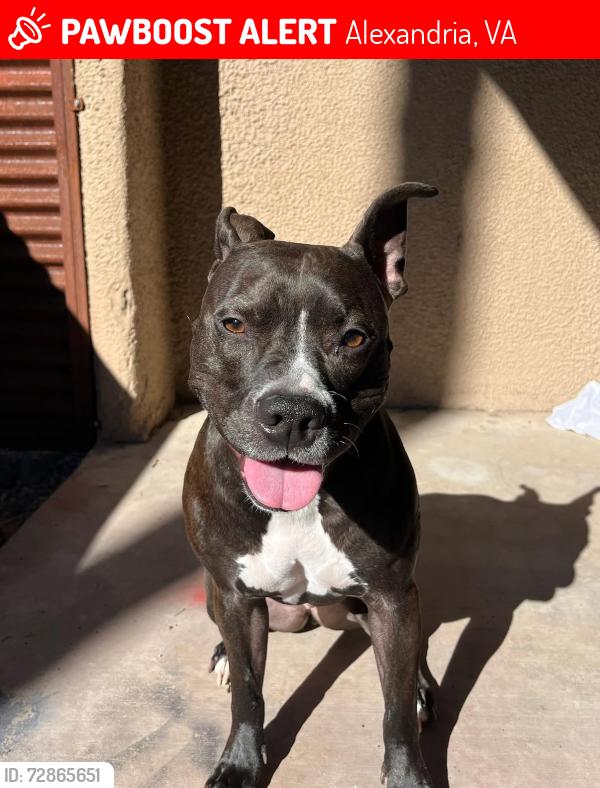 Lost Female Dog last seen Rose hill , Alexandria, VA 22310