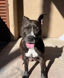 Lost Female Dog last seen Rose hill , Alexandria, VA 22310