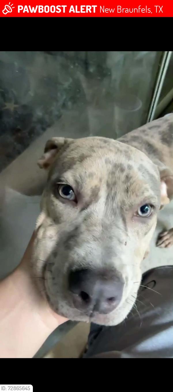 Lost Female Dog last seen Near Sauder farms Road New Braunfels Tx, New Braunfels, TX 78130