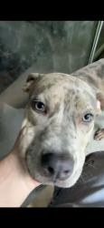 Lost Female Dog last seen Near Sauder farms Road New Braunfels Tx, New Braunfels, TX 78130