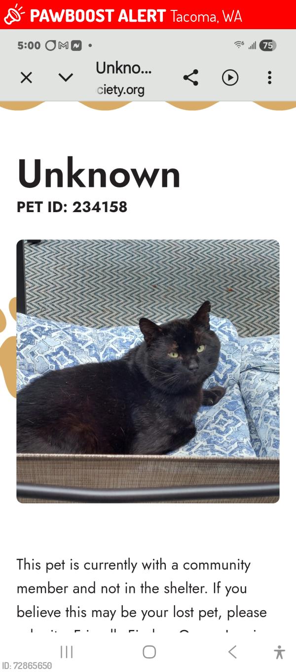Lost Male Cat last seen S.12th street @ state syreet, Tacoma, WA 98405