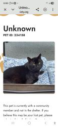 Lost Male Cat last seen S.12th street @ state syreet, Tacoma, WA 98405