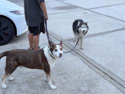 Found/Stray Unknown Dog last seen Belcher and bryan dairy , Largo, FL 33771