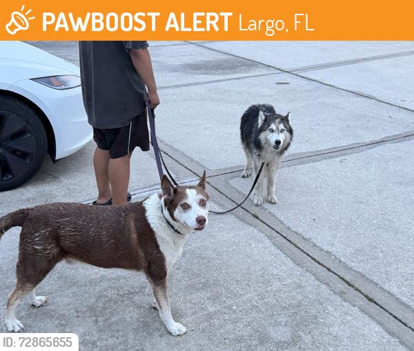 Found/Stray Unknown Dog last seen Belcher and bryan dairy , Largo, FL 33771