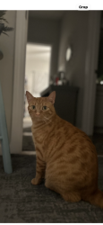 Lost Male Cat last seen Leland near 17S, Leland, NC 28451
