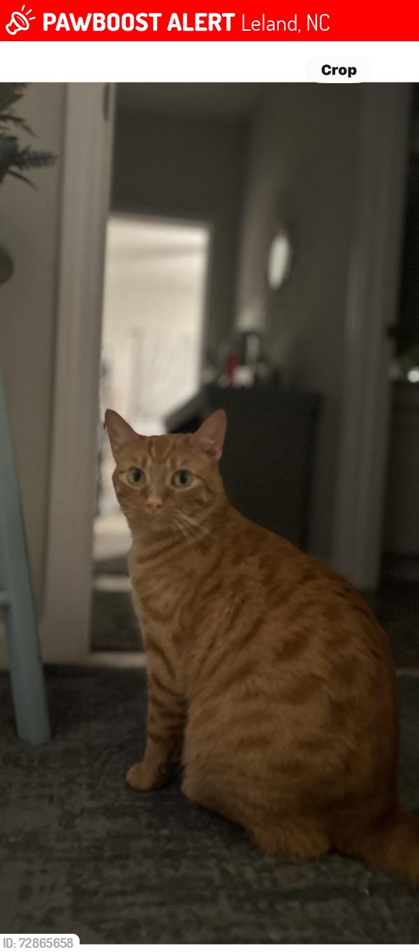 Lost Male Cat last seen Leland near 17S, Leland, NC 28451