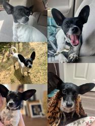 Found/Stray Female Dog last seen Goforth Rd and Highway 42 Kilgore Tx, Kilgore, TX 75662