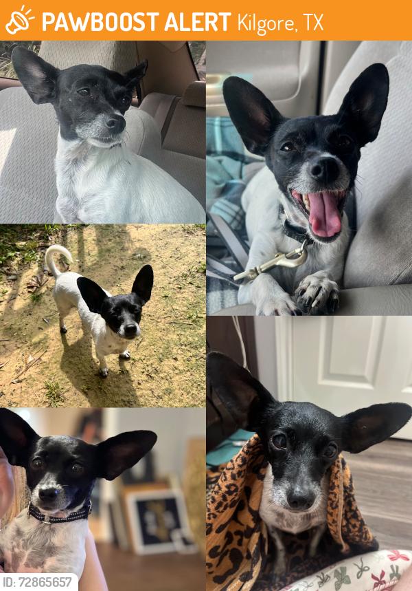 Found/Stray Female Dog last seen Goforth Rd and Highway 42 Kilgore Tx, Kilgore, TX 75662