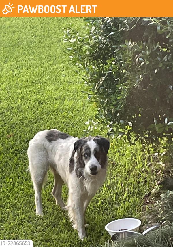 Found/Stray Male Dog last seen Cokesdale Road/Dinton Road, Lexington County, SC 29212