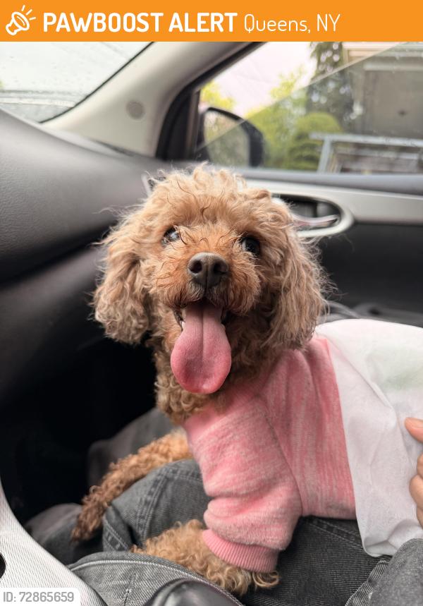 Found/Stray Female Dog last seen 152nd St and Northern Blvd , Queens, NY 11358