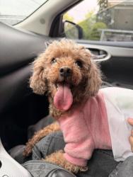 Found/Stray Female Dog last seen 152nd St and Northern Blvd , Queens, NY 11358