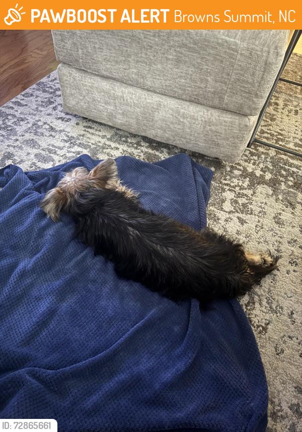 Found/Stray Unknown Dog last seen Doggett Road, Browns Summit, NC 27214