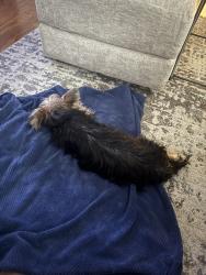 Found/Stray Unknown Dog last seen Doggett Road, Browns Summit, NC 27214