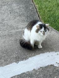 Found/Stray Unknown Cat last seen West Ave and Fourth St, Jackson, MI 49203