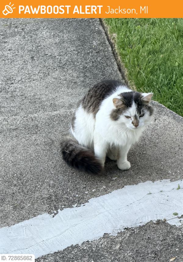 Found/Stray Unknown Cat last seen West Ave and Fourth St, Jackson, MI 49203