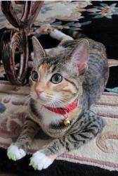 Lost Female Cat last seen Near Nashland ct spring tx , Spring, TX 77379