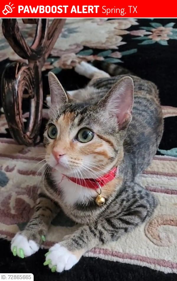 Lost Female Cat last seen Near Nashland ct spring tx , Spring, TX 77379