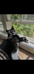 Lost Female Cat last seen Village creek drive , Bowling Green, KY 42101