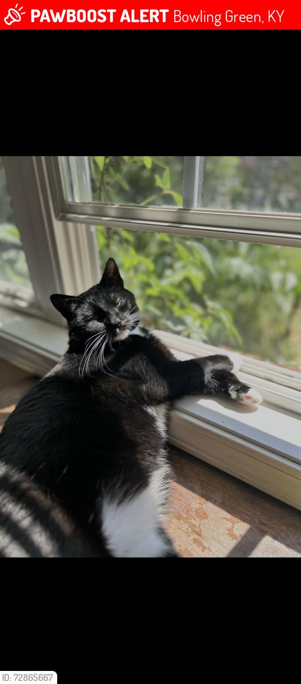 Lost Female Cat last seen Village creek drive , Bowling Green, KY 42101