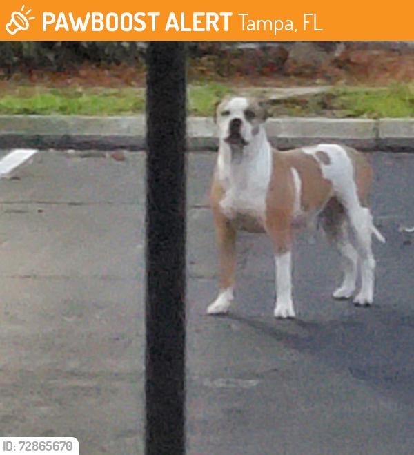 Found/Stray Unknown Dog last seen Himes and Busch, Tampa, FL 33614