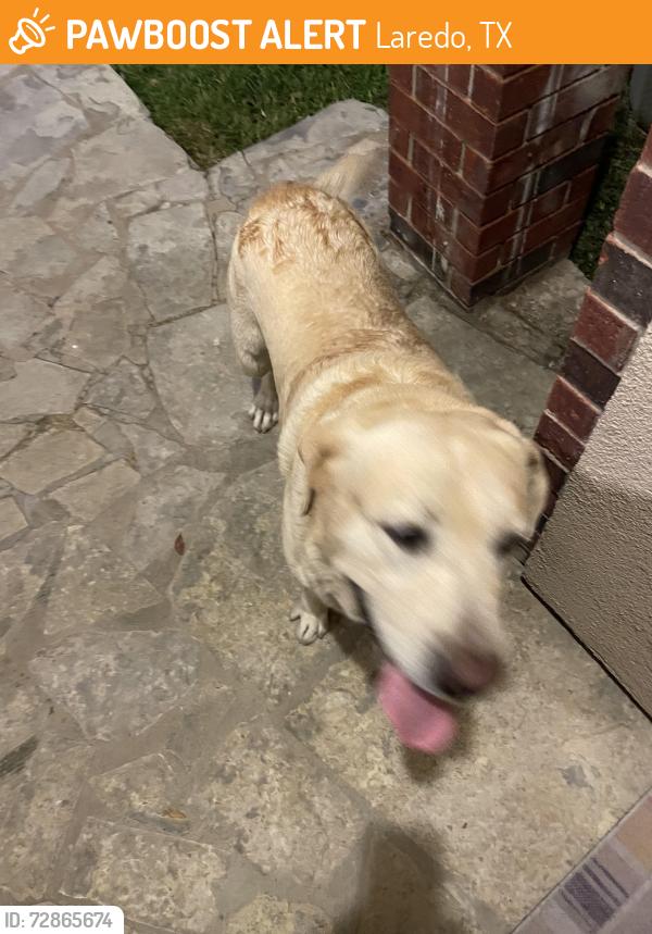 Found/Stray Male Dog last seen Kingwood , Laredo, TX 78045