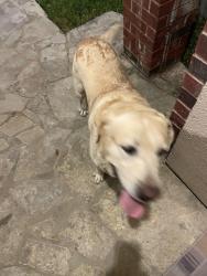 Found/Stray Male Dog last seen Kingwood , Laredo, TX 78045