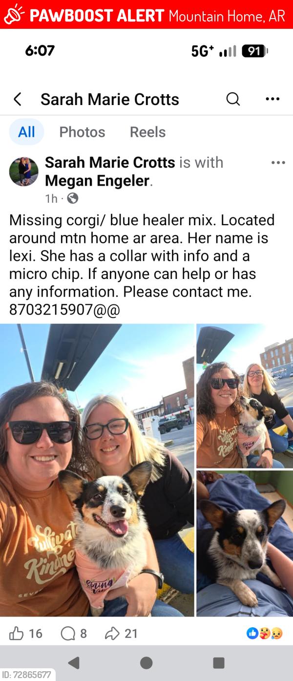 Lost Female Dog last seen Military Drive , Mountain Home, AR 72653