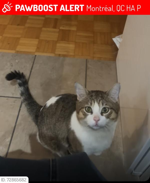 Lost Male Cat last seen Point aux tremble , Montréal, QC H1A 4P3
